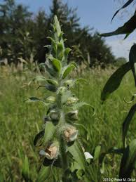 Image result for Digitalis lanata