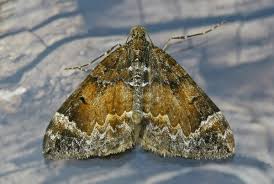 Attēlu rezultāti vaicājumam “Dysstroma truncata”