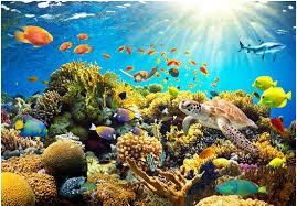 Image result for vissen