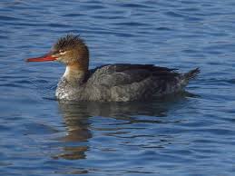 Attēlu rezultāti vaicājumam “Mergus serrator female”