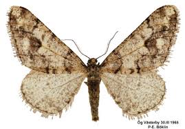 Attēlu rezultāti vaicājumam “Agriopis leucophaearia”