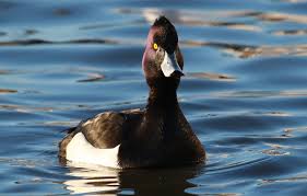 Attēlu rezultāti vaicājumam “Aythya fuligula”