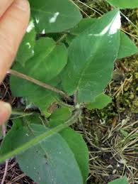 Attēlu rezultāti vaicājumam “Hieracium murorum leaf”