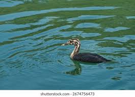 Attēlu rezultāti vaicājumam “Podiceps cristatus juvenile”