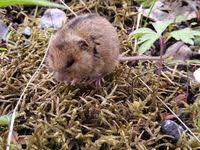 Attēlu rezultāti vaicājumam “Sicista betulina”