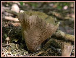 Attēlu rezultāti vaicājumam “Gomphus clavatus”