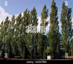 Attēlu rezultāti vaicājumam “Populus nigra Italica leaf”