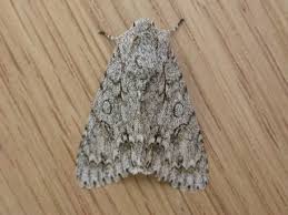 Attēlu rezultāti vaicājumam “Acronicta aceris larva”