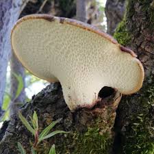 Attēlu rezultāti vaicājumam “Polyporus squamosus”