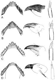 Attēlu rezultāti vaicājumam “Cricotopus male”