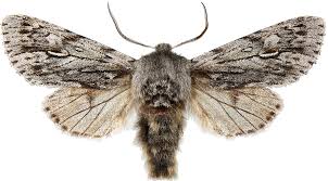 Attēlu rezultāti vaicājumam “Brachionycha nubeculosa”