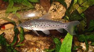 Attēlu rezultāti vaicājumam “Dianema nivale macro”