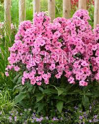 Image result for Phlox paniculata `Sweet Summer`