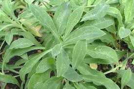 Image result for Silene vulgaris