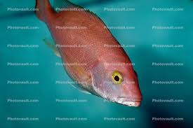 Image result for Lutjanus campechanus