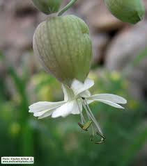 Attēlu rezultāti vaicājumam “Silene tatarica bud”