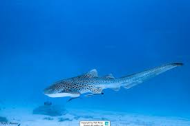 Image result for Stegostoma tigrinum