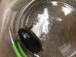 Attēlu rezultāti vaicājumam “Dytiscus sp.”