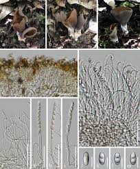 Attēlu rezultāti vaicājumam “Otidea bufonia”