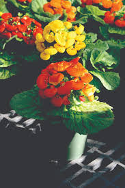 Image result for Calceolaria