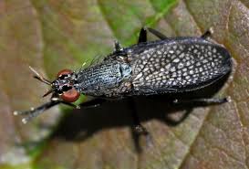 Attēlu rezultāti vaicājumam “Coremacera marginata”