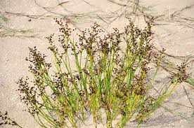 Attēlu rezultāti vaicājumam “Juncus articulatus”