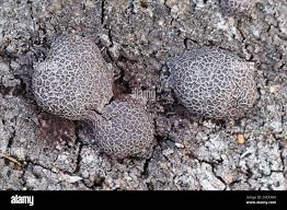 Attēlu rezultāti vaicājumam “Amaurochaete atra”