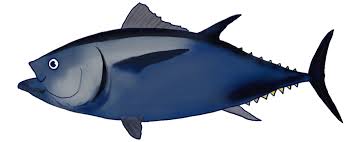 Image result for Thunnus atlanticus