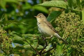 Image result for Hippolais caligata