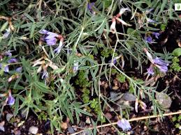 Attēlu rezultāti vaicājumam “Astragalus arenarius flower”