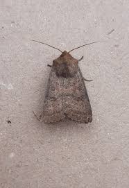 Attēlu rezultāti vaicājumam “Hoplodrina octogenaria”