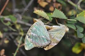 Attēlu rezultāti vaicājumam “Argynnis paphia larva”