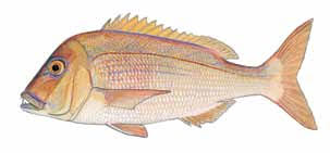 Image result for Polysteganus undulosus