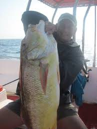 Image result for Petrus rupestris