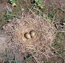 Attēlu rezultāti vaicājumam “Larus ridibundus eggs”