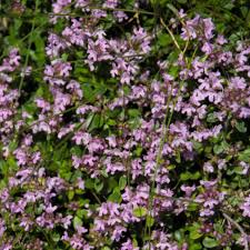 Attēlu rezultāti vaicājumam “Thymus serpyllum flower”