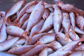 Image result for Caranx crysos