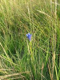 Attēlu rezultāti vaicājumam “Gentiana pneumonanthe”