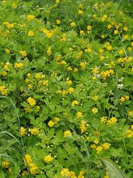 Attēlu rezultāti vaicājumam “Chelidonium majus flower”