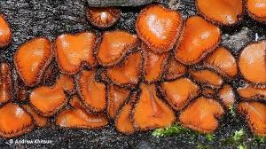 Attēlu rezultāti vaicājumam “Scutellinia scutellata”