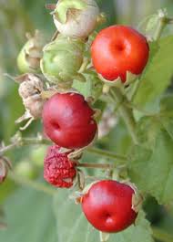 Attēlu rezultāti vaicājumam “Trifolium spadiceum fruit”