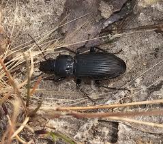 Attēlu rezultāti vaicājumam “Pterostichus melanarius”