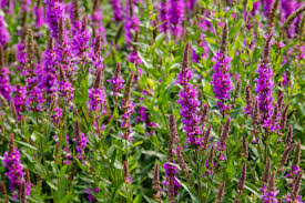 Attēlu rezultāti vaicājumam “Lythrum salicaria”