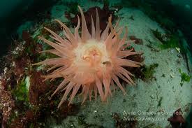 Image result for Anemonenarten