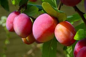 Attēlu rezultāti vaicājumam “Prunus (plum-tree) fruit”
