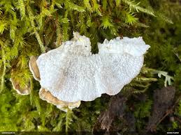 Attēlu rezultāti vaicājumam “Plicatura nivea”