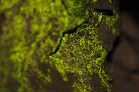 Attēlu rezultāti vaicājumam “Schistostega pennata”