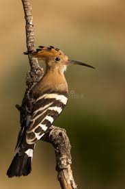 Attēlu rezultāti vaicājumam “Upupa epops”