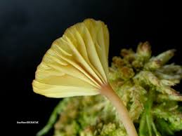 Attēlu rezultāti vaicājumam “Lichenomphalia umbellifera”