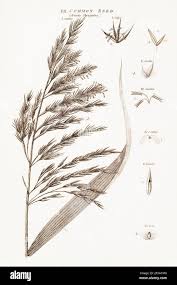 Attēlu rezultāti vaicājumam “Phragmites communis fruit”